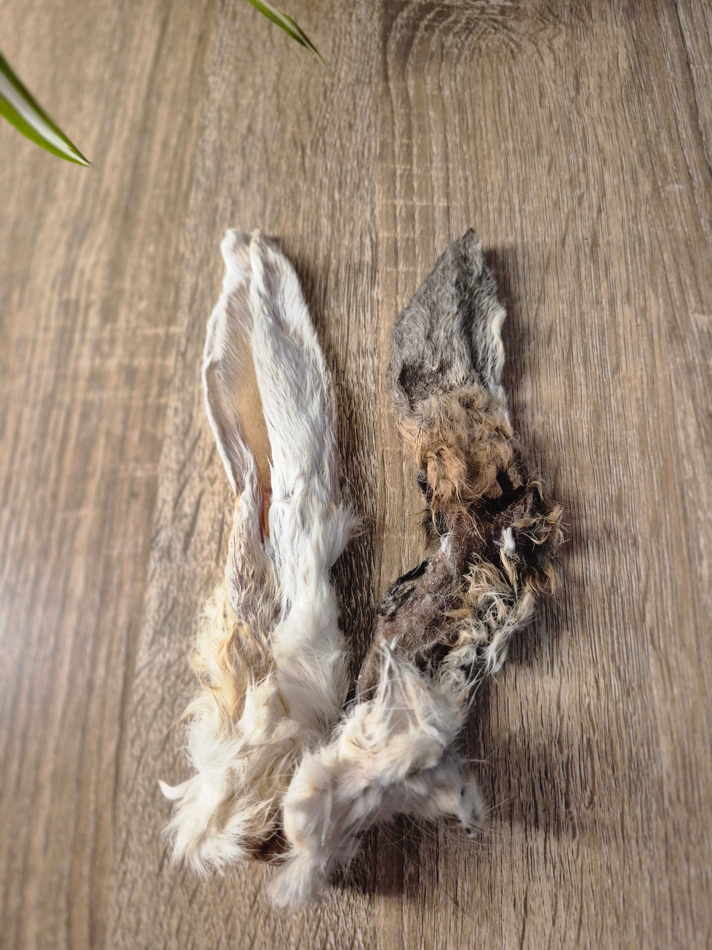 Hairy Rabbit Ear