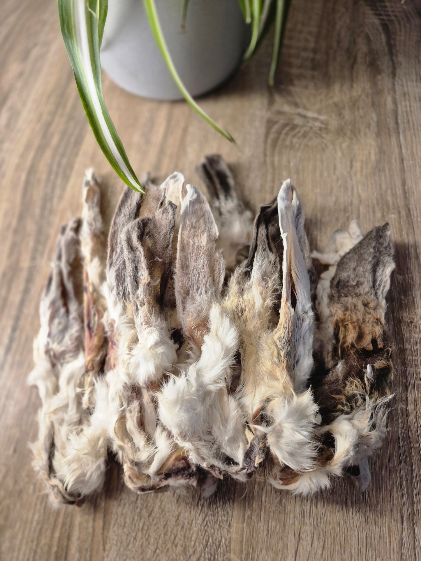 Hairy Rabbit Ear