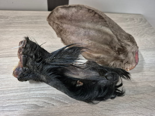 Large Hairy Cow Ear