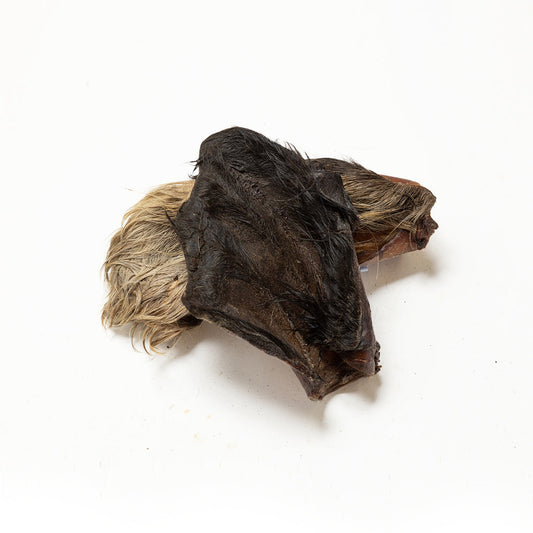 Large Hairy Cow Ear