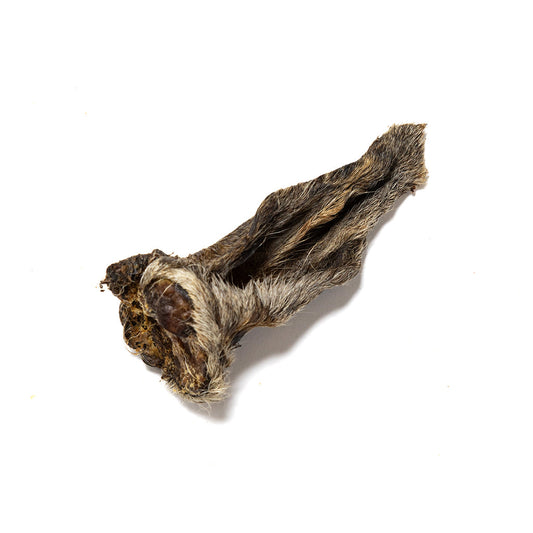 Hairy Lambs Ear