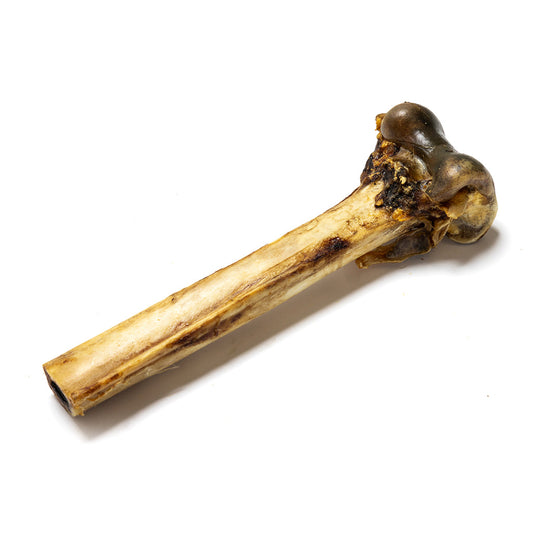Ostrich Bone (25cm)