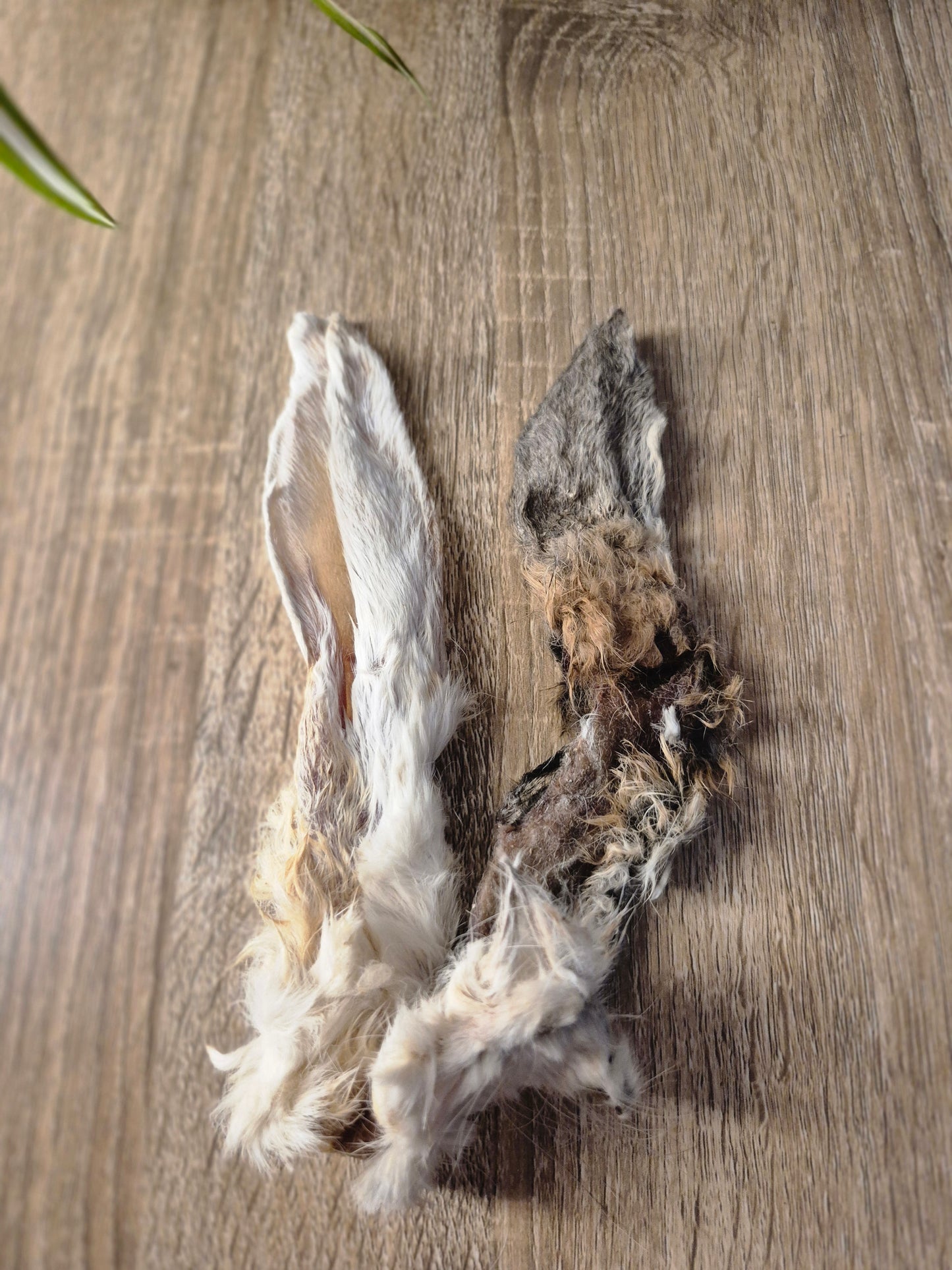 Hairy Rabbit Ear