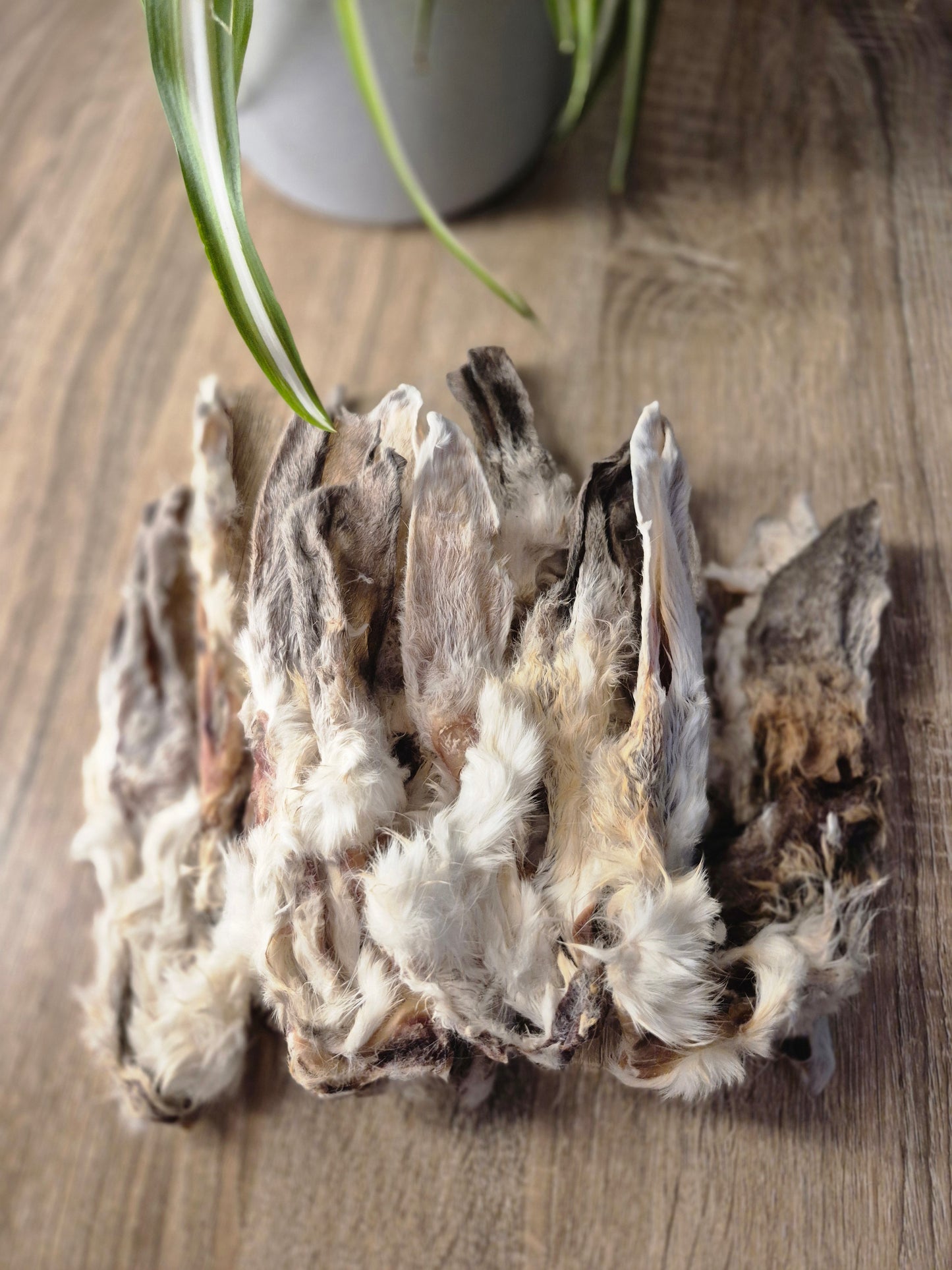 Hairy Rabbit Ear